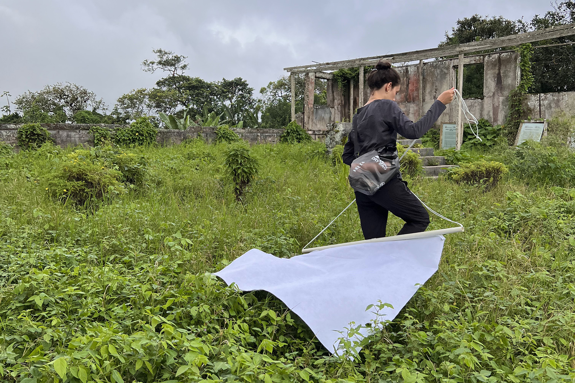 Field researcher dragging a white cloth tick drag over ground foliage